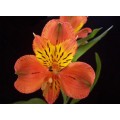 Alstroemeria - Orange (SA) (bunch of 10 stems)